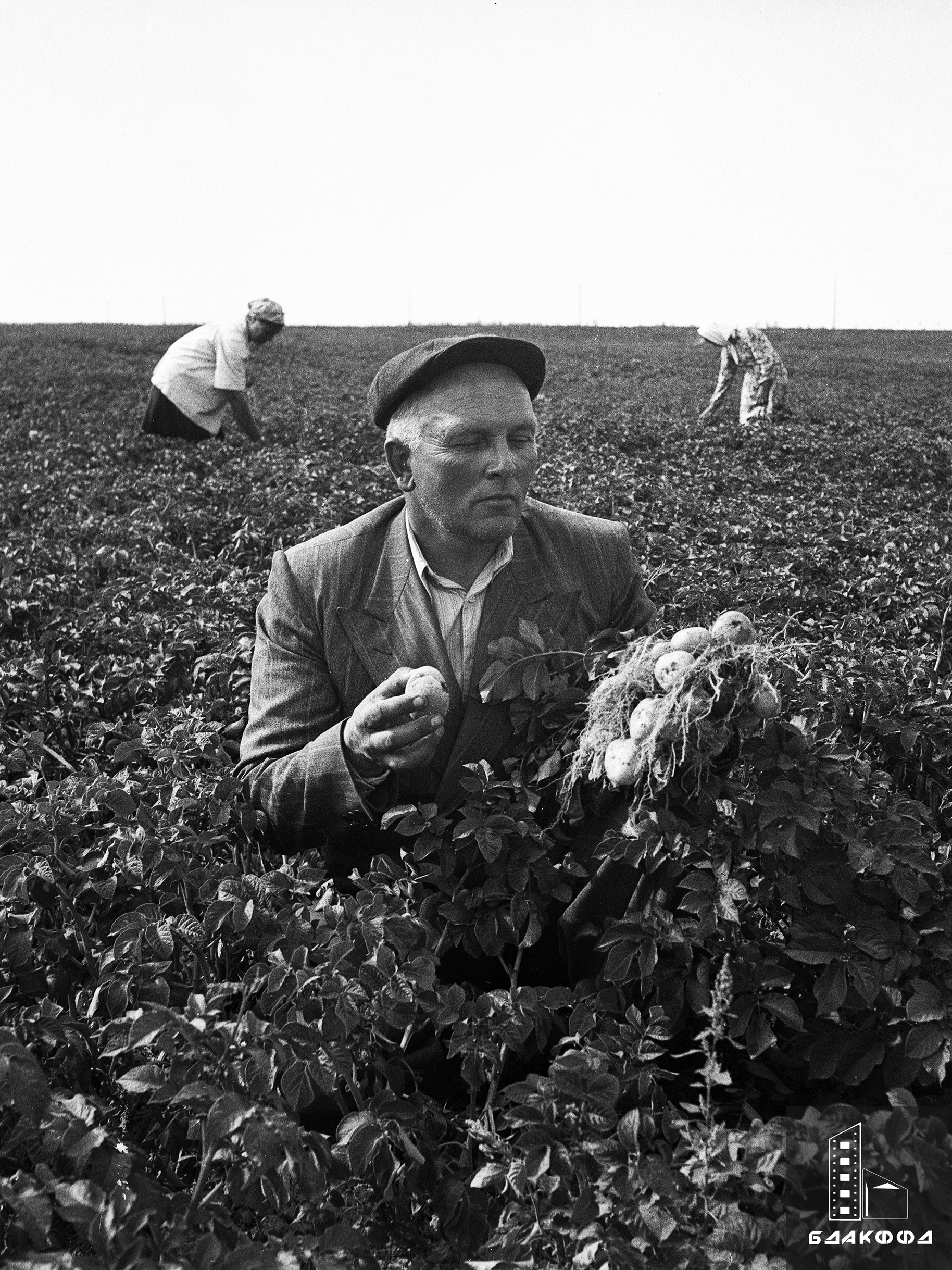 Senior researcher at the Belarusian State Breeding Station, winner of the Stalin Prize P.I.Alsmik for determining the yield and quality of tubers of a new potato variety-стр. 0